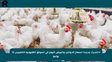 «تحديث جديد» أسعار الدواجن والبيض اليوم في أسواق القليوبية الخميس 12 يونيو